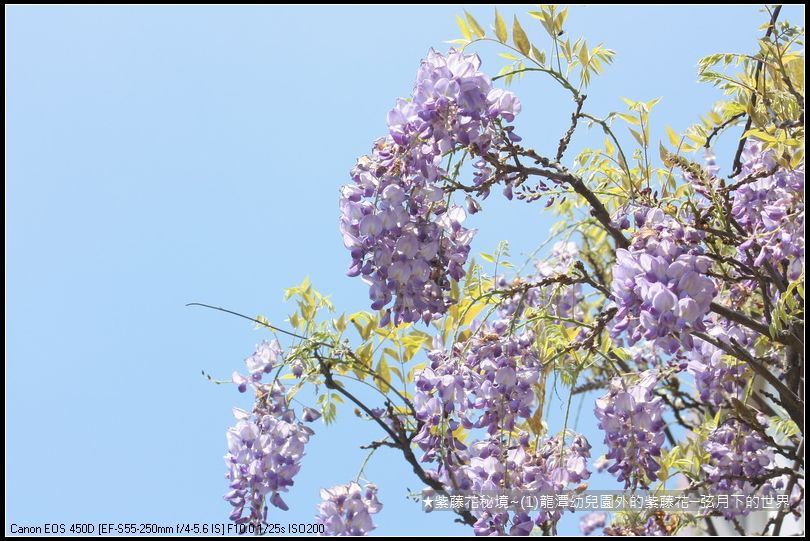 ★紫藤花秘境~(1)龍潭幼兒園外的紫藤花_21.JPG