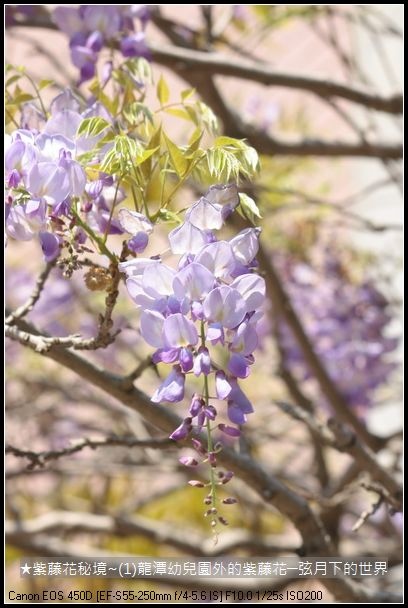 ★紫藤花秘境~(1)龍潭幼兒園外的紫藤花_25.JPG