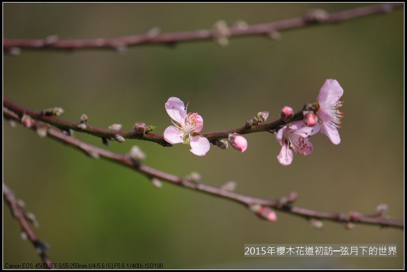 2015年櫻木花道初訪_01_3