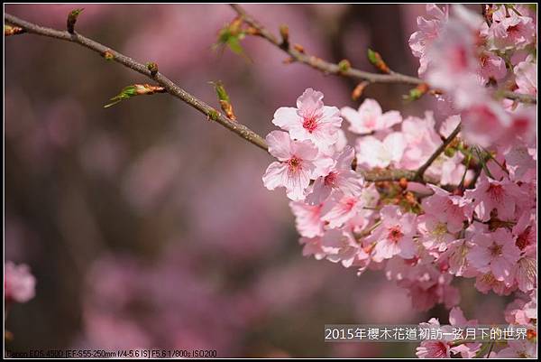 2015年櫻木花道初訪_01_8