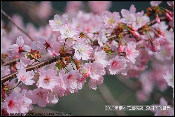 2015年櫻木花道初訪_01_11