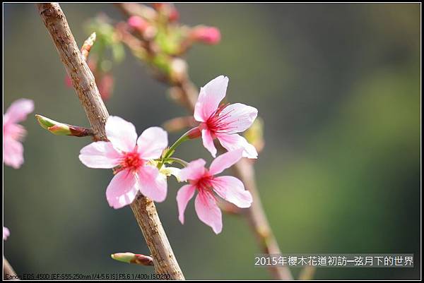 2015年櫻木花道初訪_01_19