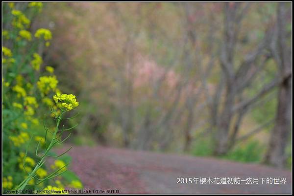 2015年櫻木花道初訪_01_22