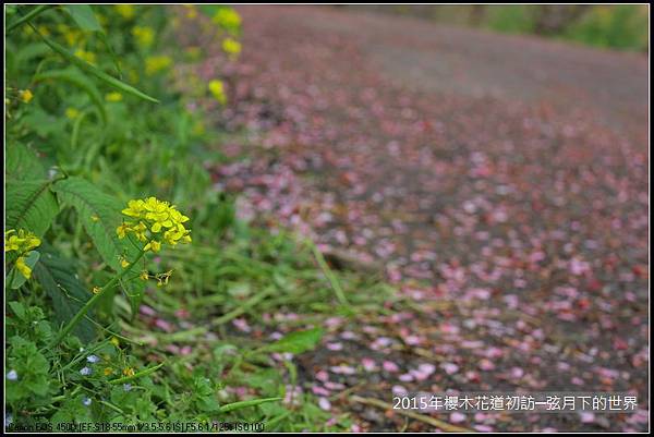 2015年櫻木花道初訪_01_23