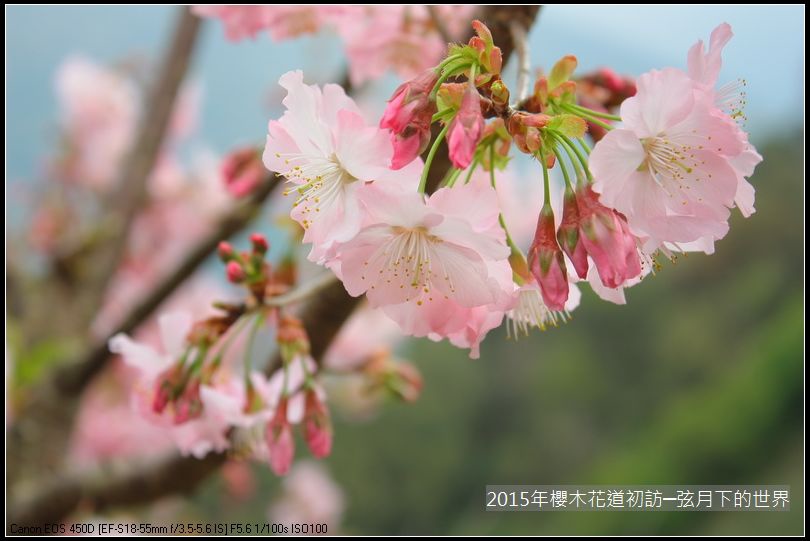 2015年櫻木花道初訪_01_27