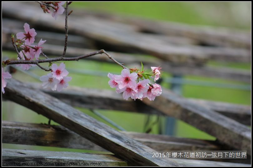 2015年櫻木花道初訪_07