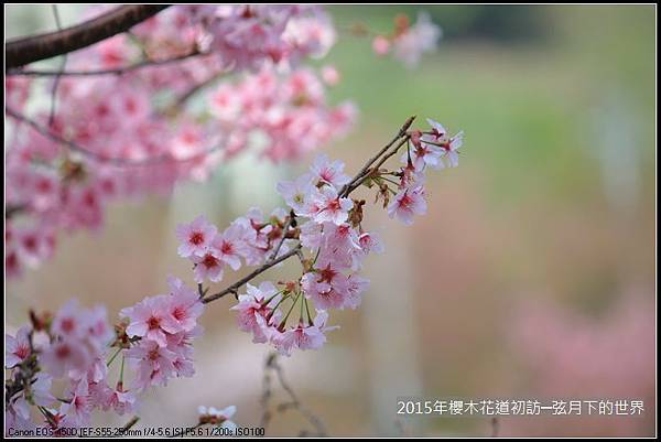 2015年櫻木花道初訪_08