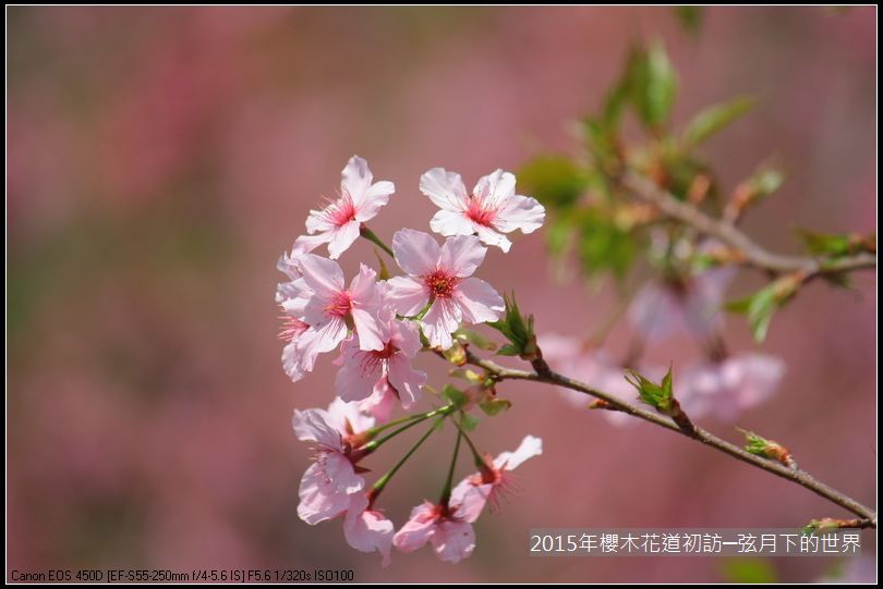 2015年櫻木花道初訪_09