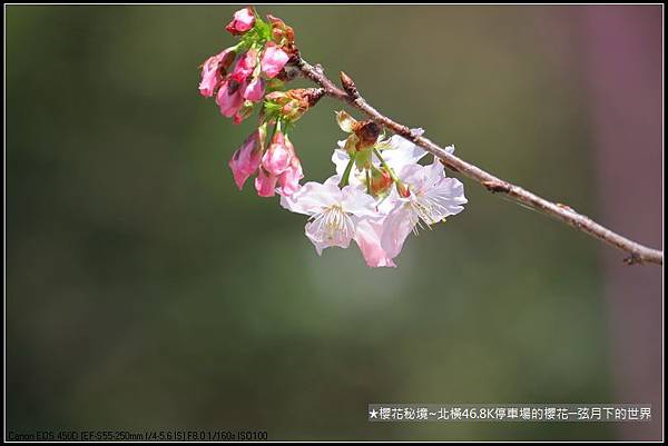 北橫46K停車場的櫻花_27