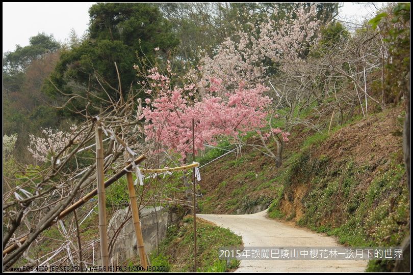 2015年誤闖巴陵山中櫻花林_01