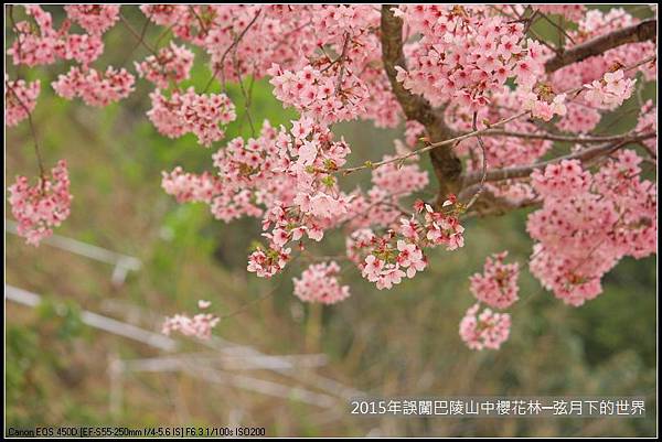 2015年誤闖巴陵山中櫻花林_02