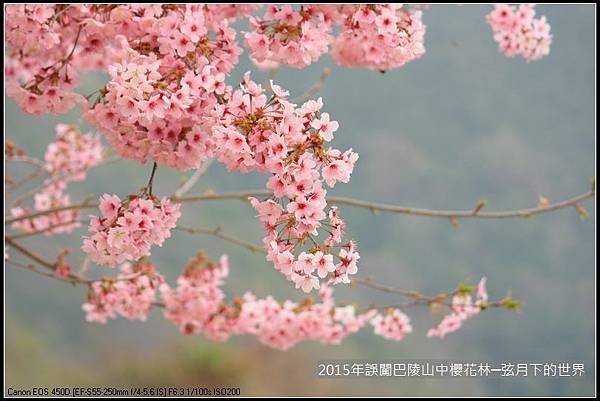 2015年誤闖巴陵山中櫻花林_03