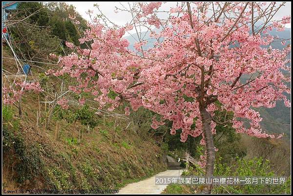 2015年誤闖巴陵山中櫻花林_04