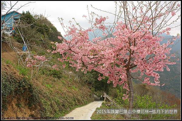 2015年誤闖巴陵山中櫻花林_05