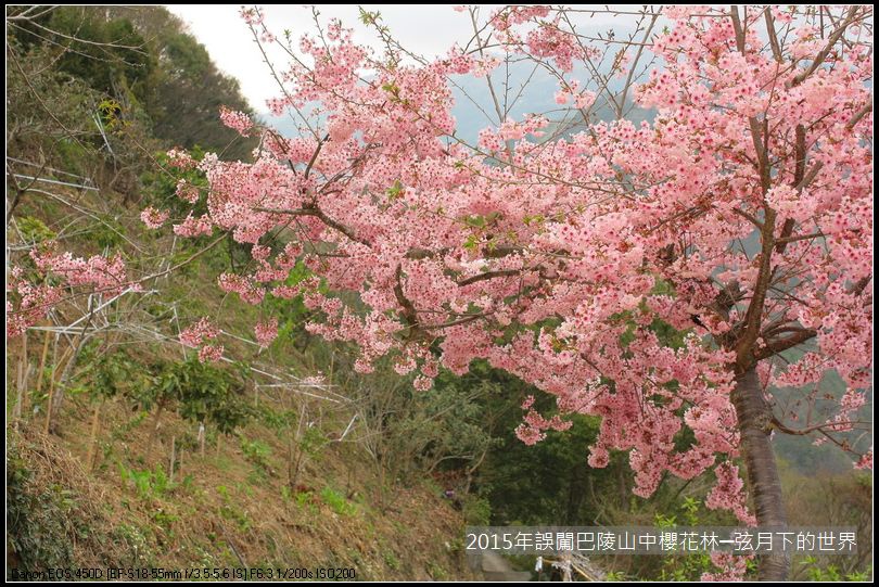 2015年誤闖巴陵山中櫻花林_06