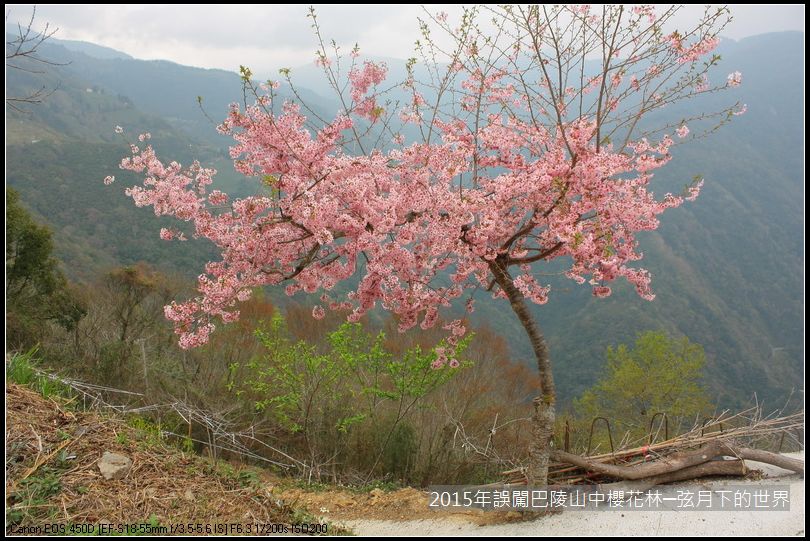 2015年誤闖巴陵山中櫻花林_07