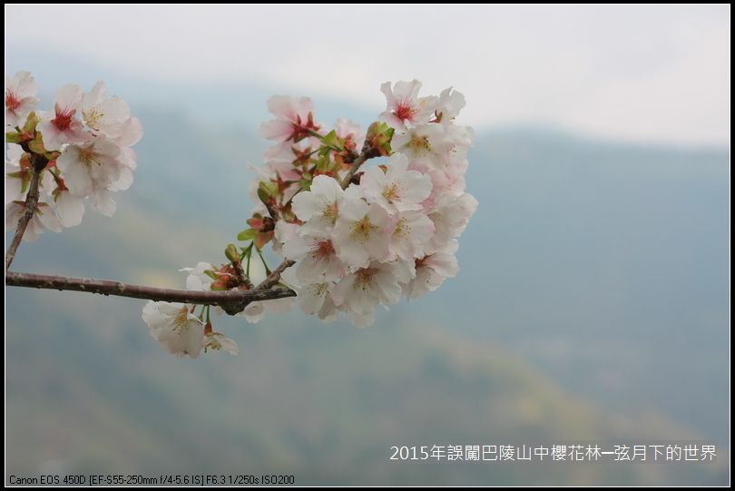 2015年誤闖巴陵山中櫻花林_13