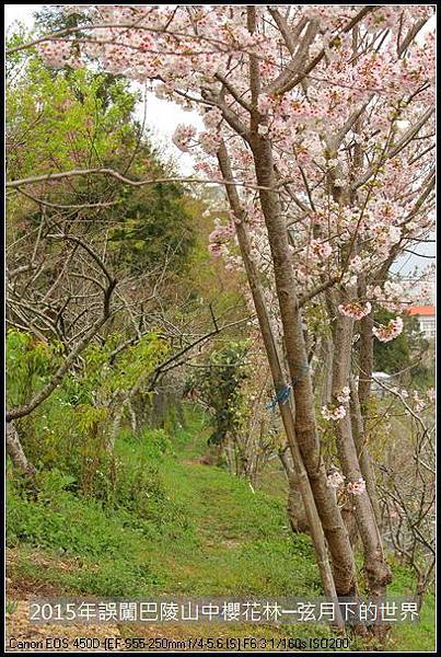 2015年誤闖巴陵山中櫻花林_22