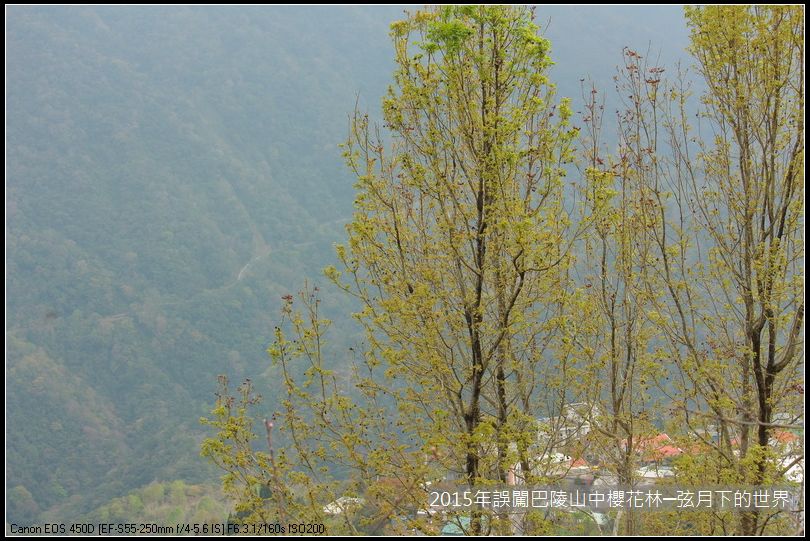 2015年誤闖巴陵山中櫻花林_28