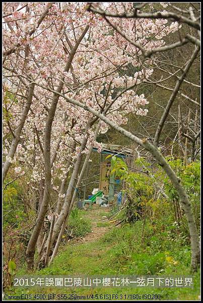 2015年誤闖巴陵山中櫻花林_29