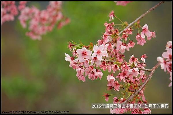 2015年誤闖巴陵山中櫻花林_32