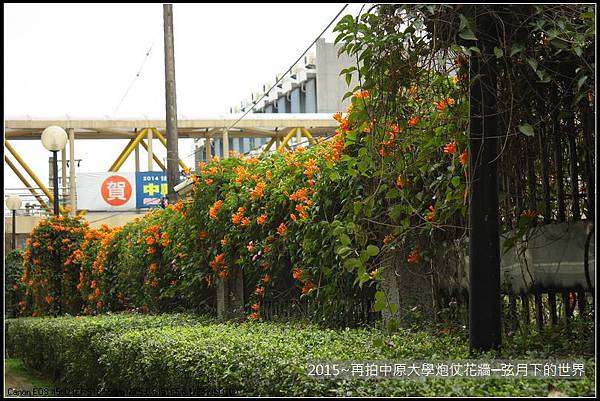 校園美景2015~再拍中原大學炮仗花牆_01