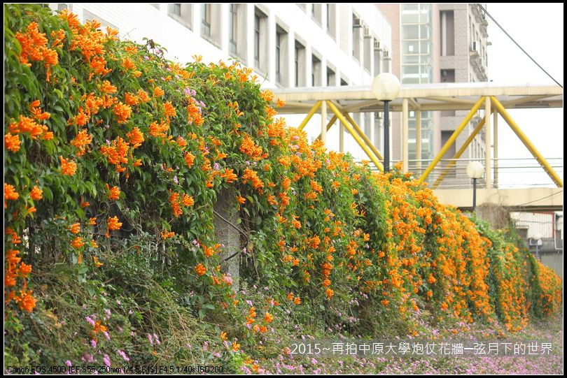 校園美景2015~再拍中原大學炮仗花牆_04