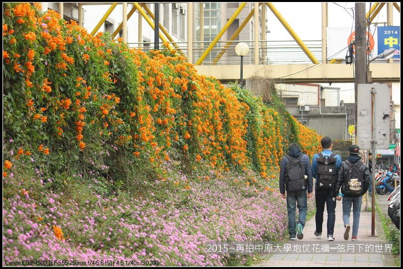 校園美景2015~再拍中原大學炮仗花牆_05