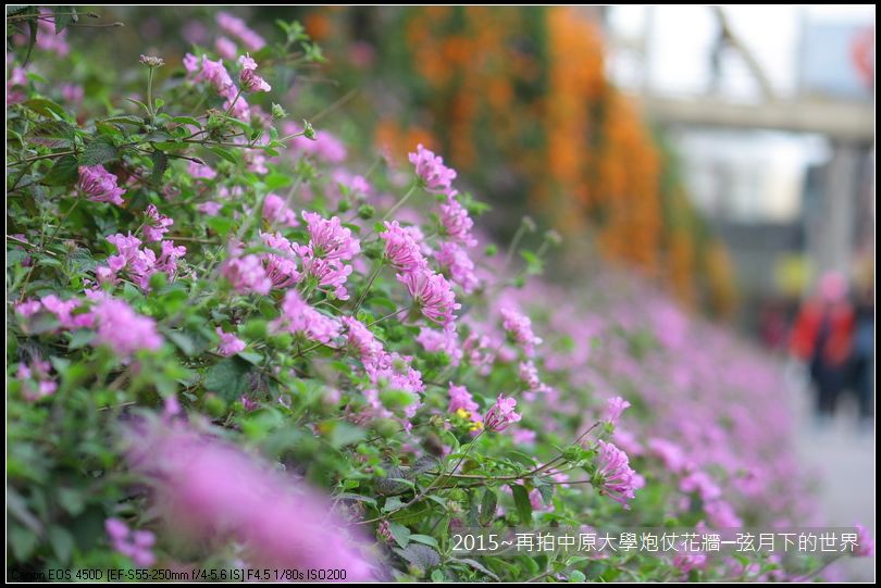 校園美景2015~再拍中原大學炮仗花牆_09