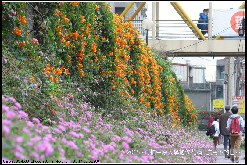 校園美景2015~再拍中原大學炮仗花牆_10