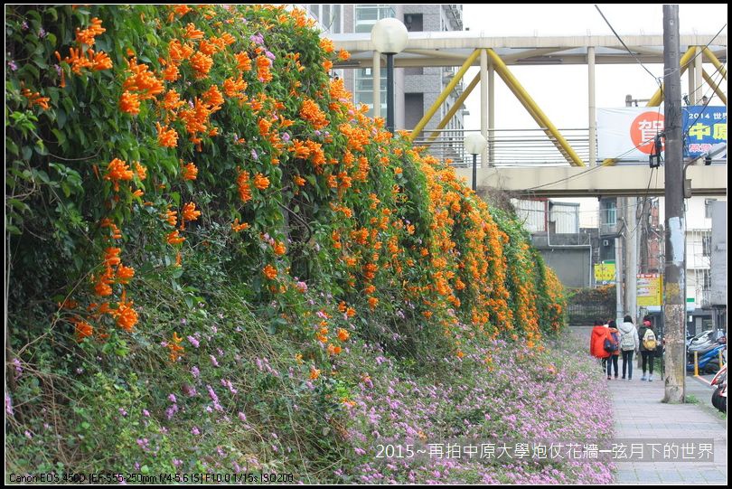 校園美景2015~再拍中原大學炮仗花牆_11