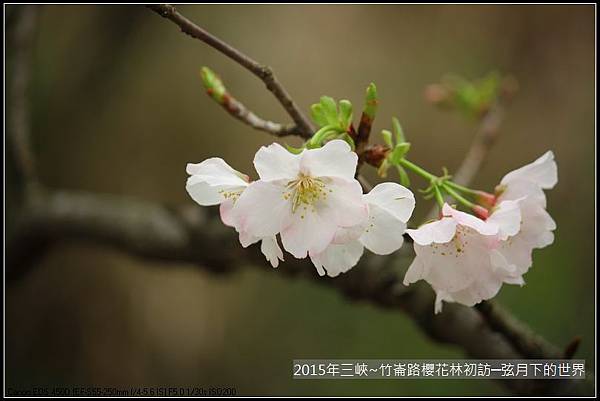 熊空櫻花林初訪_03