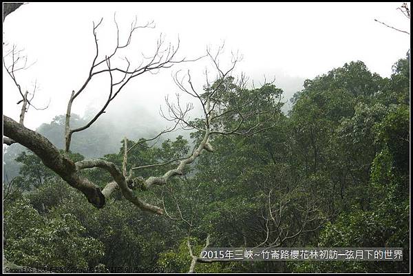 熊空櫻花林初訪_05