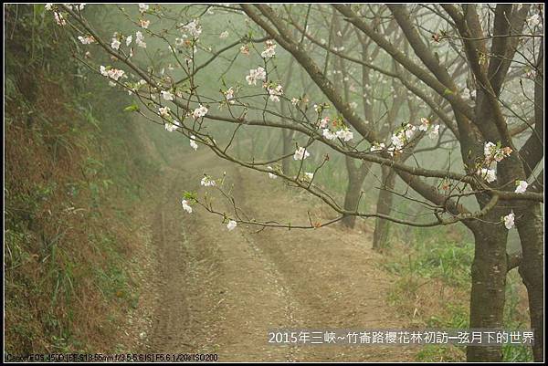 熊空櫻花林初訪_11