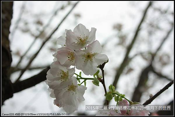 熊空櫻花林初訪_12