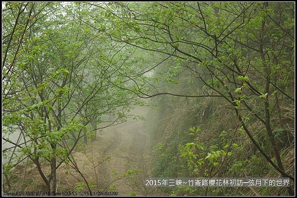 熊空櫻花林初訪_14