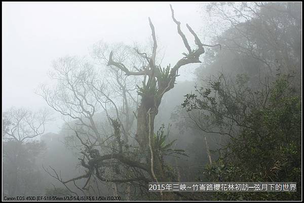 熊空櫻花林初訪_23