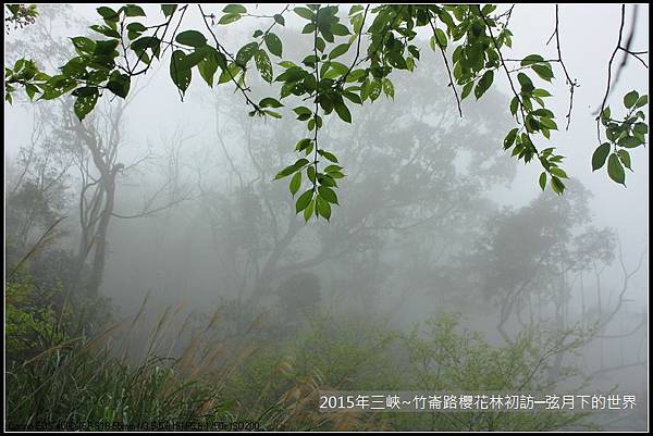 熊空櫻花林初訪_27