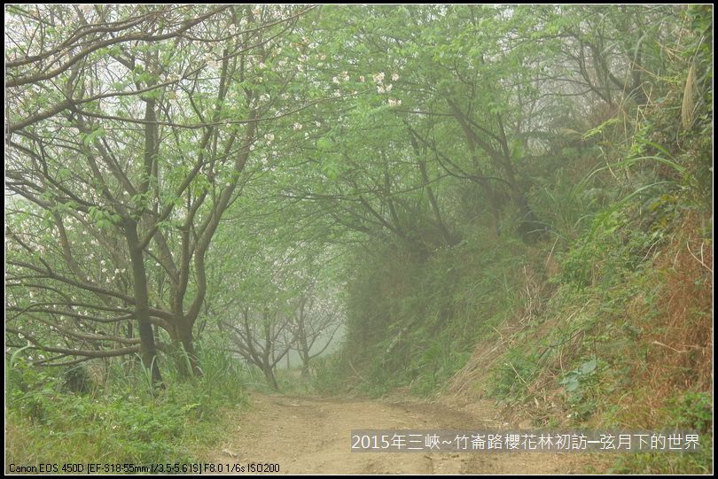 熊空櫻花林初訪_33