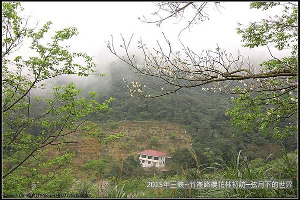 熊空櫻花林初訪_38