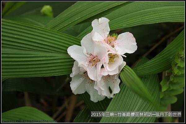 熊空櫻花林初訪_40