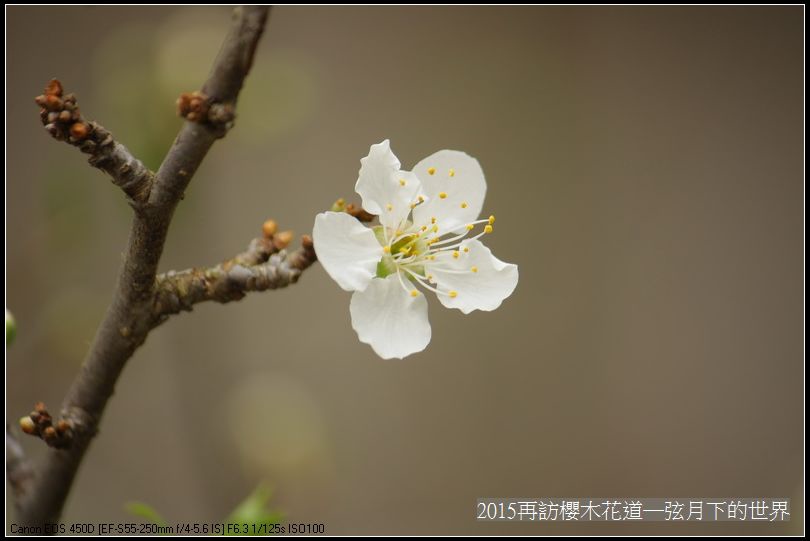 2015再訪櫻木花道_09