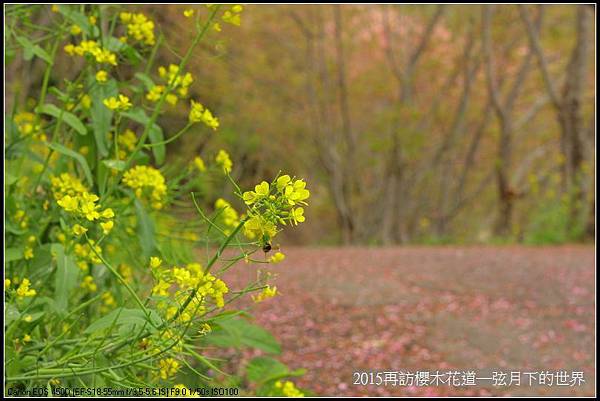 2015再訪櫻木花道_24