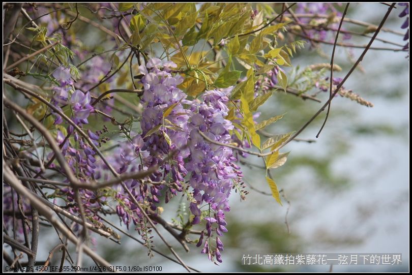 竹北高鐵拍紫藤花_03