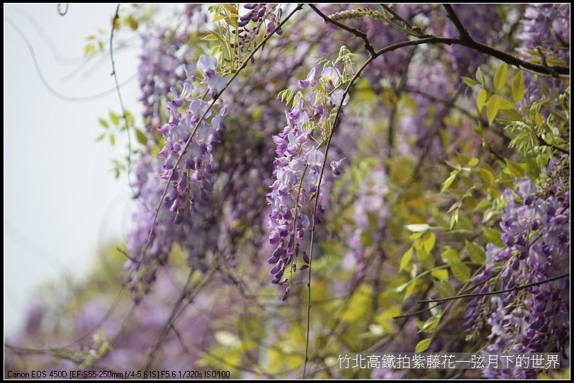 竹北高鐵拍紫藤花_07