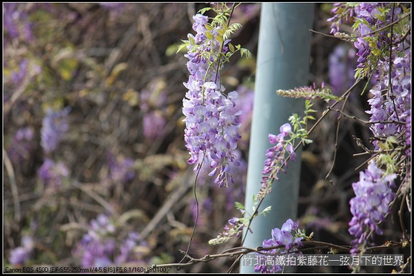 竹北高鐵拍紫藤花_14