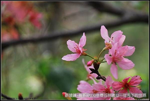 新埔鎮~龍新路230巷櫻花林隨拍_05