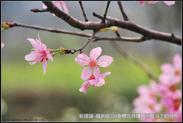 新埔鎮~龍新路230巷櫻花林隨拍_09