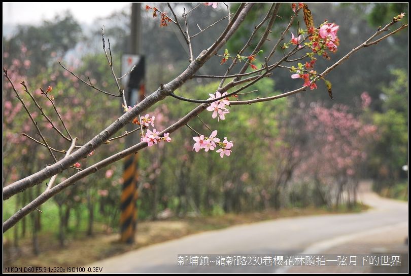 新埔鎮~龍新路230巷櫻花林隨拍_10