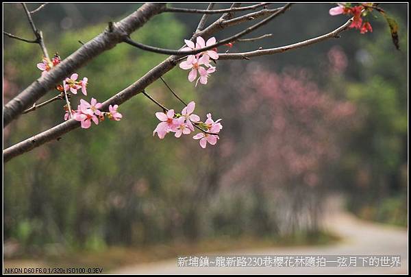 新埔鎮~龍新路230巷櫻花林隨拍_12